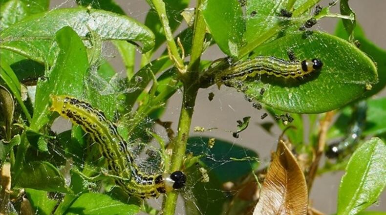 The green with black striped caterpillar feeds only on boxwood and can completely defoliate a boxwood quickly. JOE BOGS/OSU EXTENTION