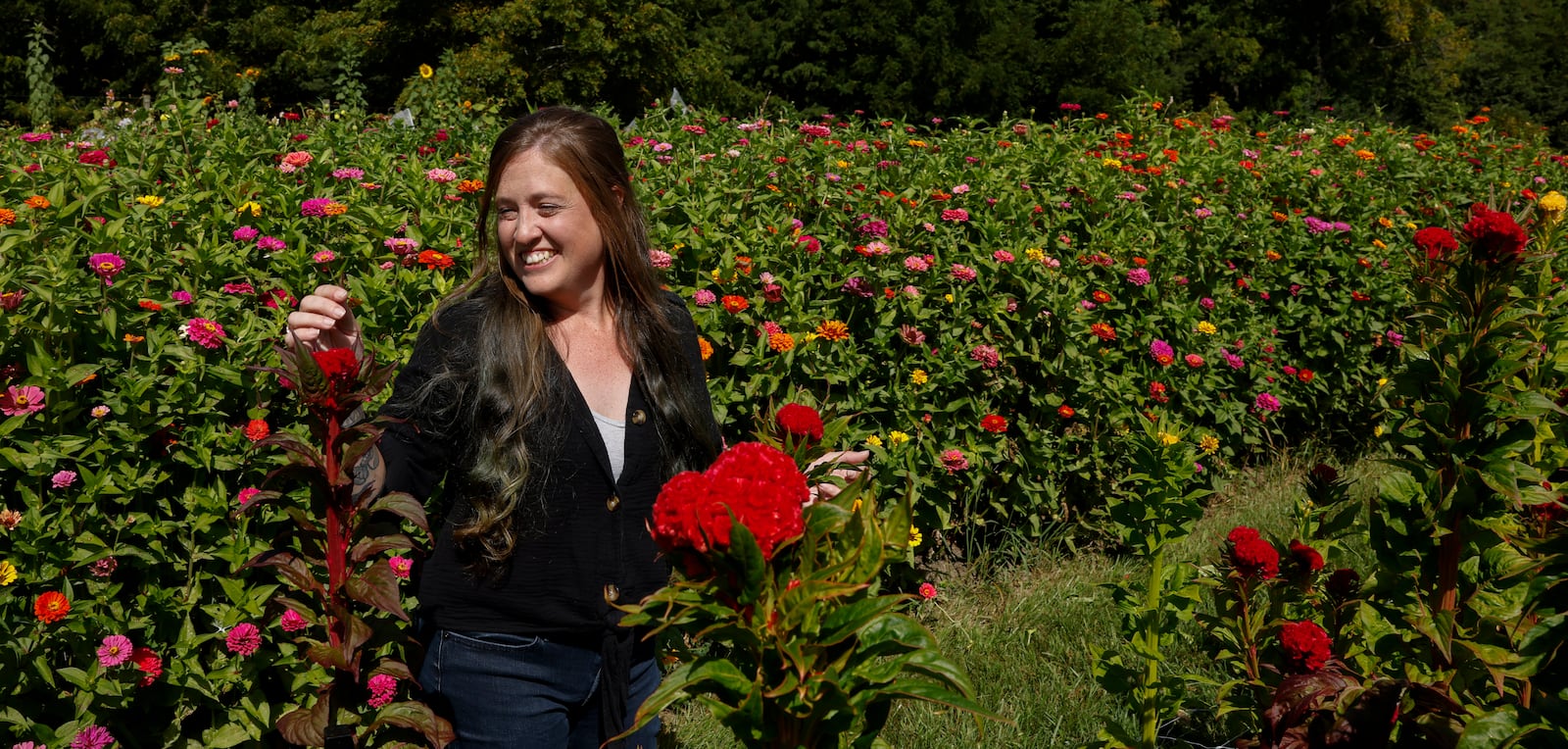 Farm owner Lydia Kristoff looks at cockscomb celosias on Bloomfield Farm's U-pick flower farm on Monday, August 25, 2025, in Springfield. JOSEPH COOKE/STAFF