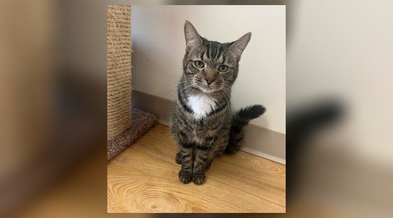 Meet Lady! Lady and her four siblings were born at Paws. They are all super sweet and playful. They love to wrestle and play with fishing line toys. Lady would be a wonderful addition to just about any household. Lady’s siblings have all been adopted so it’s her turn now. Help Lady find her forever home outside of the shelter. Come visit her at the Paws Animal Shelter, 1535 West U.S. Highway 36, Urbana. Check out PAWS at pawsurbana.com, on Facebook at facebook.com/paws.urbana, on Petfinder at petfinder.com or call 937-653-6233. PAWS is in need of volunteers and foster homes. CONTRIBUTED