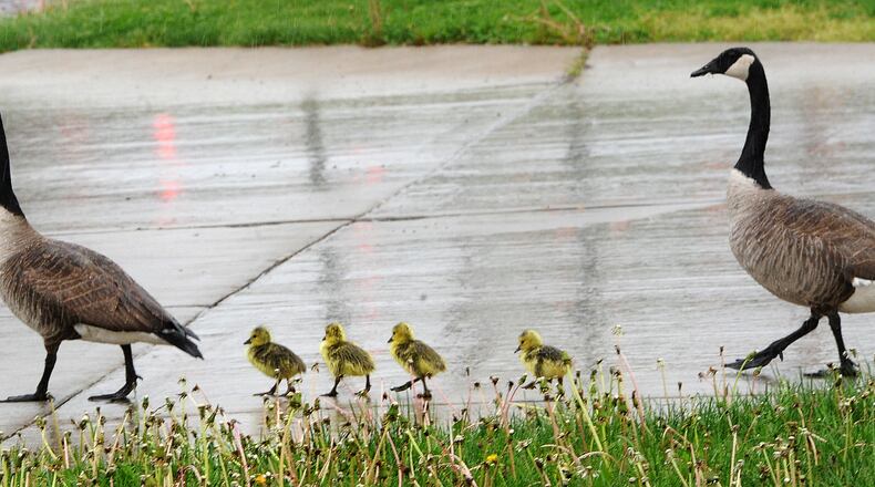 Traffic stops for a family of geese crossing Dorothy Lane on a rainy Tuesday, May 5, 2021. MARSHALL GORBY\STAFF
