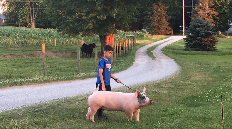 Nick Jordan and BatPig at Kaffenbarger’s Good Oak Farm Showpigs in Clark County. Darci Jordan/Contributed photo