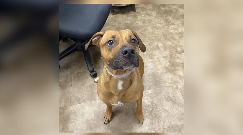 Meet Gretel. She is a 64 lb., mixed-breed, around 3-years-old. She is voted one of our sweetest dogs here at the shelter. She is a little shy at first but she opens up fairly quickly. She gets along well with most dogs, as we have seen at the shelter. However, we still recommend a meet-n-greet, prior to adopting. As our Pet of the Week, her holiday special price of adoption is $77. That includes her spay, vaccines, heartworm test, microchip, dog license, and a free vet check. Call 937-521-2140 if you would like to meet Gretel. Clark County Dog Shelter is at 5201 Urbana Road, Springfield. CONTRIBUTED