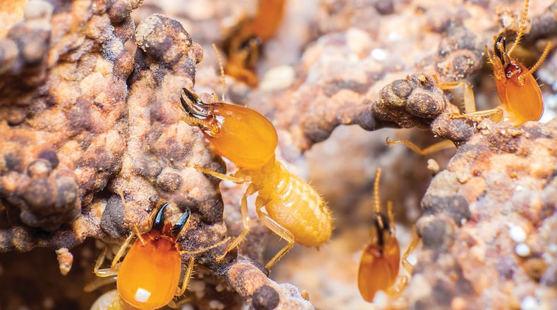 Chemicals and professional pest treatment services may be necessary if initial efforts are not enough. Here are some strategies homeowners can try. METRO CREATIVE CONNECTION