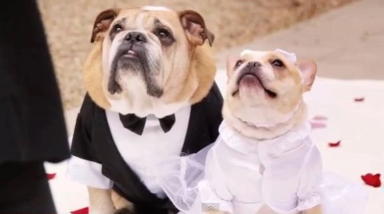 Puddy, the beloved English bulldog owned by Springfield native John Legend and his wife, Chrissy Teigen, has died.