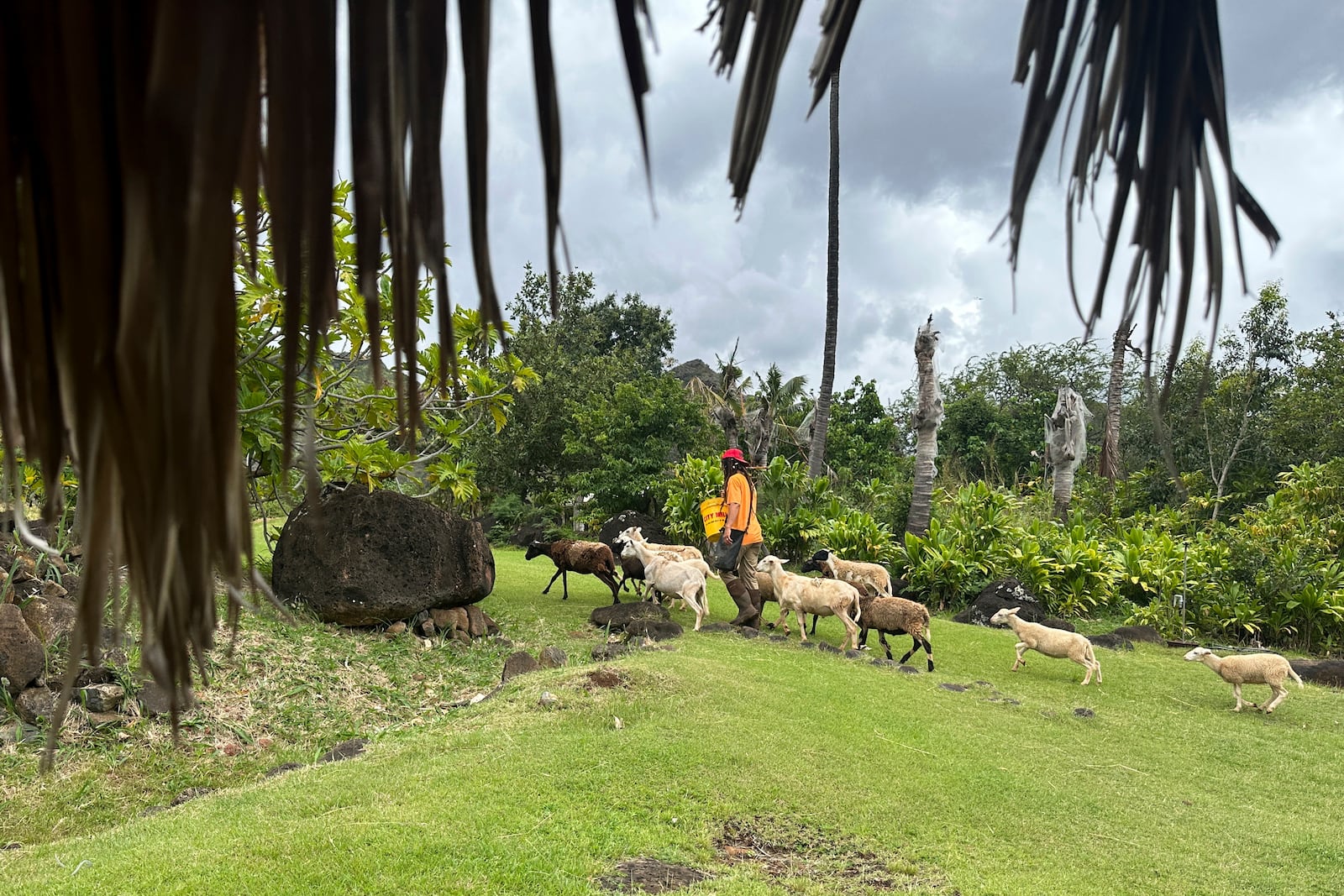 Shepherd A.K. walks a flock of sheep to a pasture at Kaʻala Farm for the animals to eat grass as one way community members mitigate wildfire risks in Waianae, Hawaii on Thursday, April 17, 2025. (AP Photo/Jennifer Sinco Kelleher)