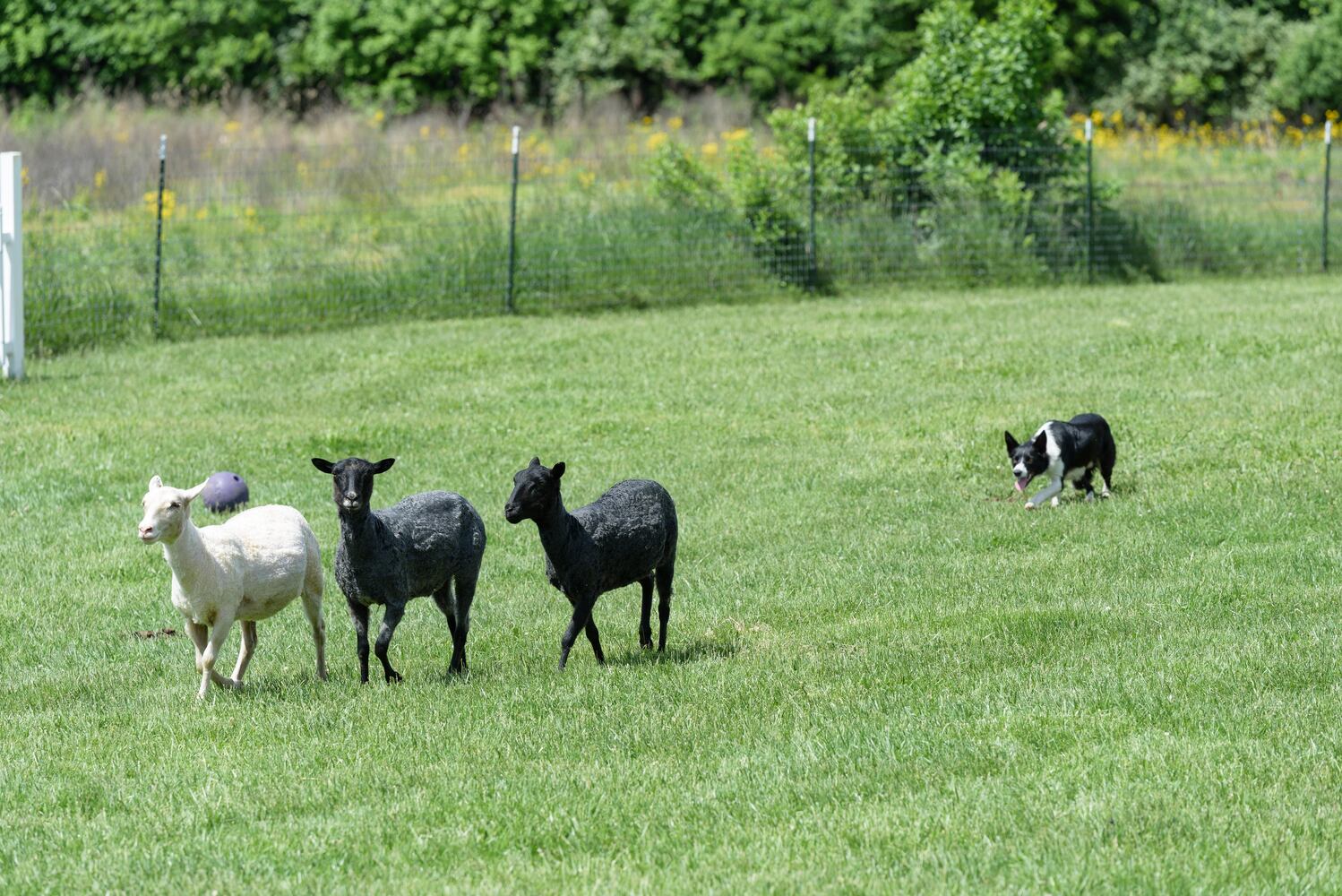 PHOTOS: Wooly Wonders - Spring on the Farm Family Event at Learning Tree Farm