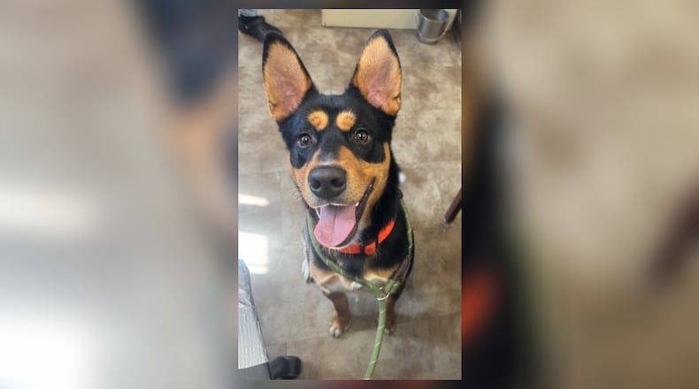 Burke is a young, 55 lb. shepherd mix with a big smile and a loving heart. His adoption fee, $22 this week at the Clark County Dog Shelter, includes his neuter, vaccines, microchip, dog license, and a free vet check. Come meet this happy guy today. Clark County Dog Shelter is at 5201 Urbana Road, Springfield. CONTRIBUTED