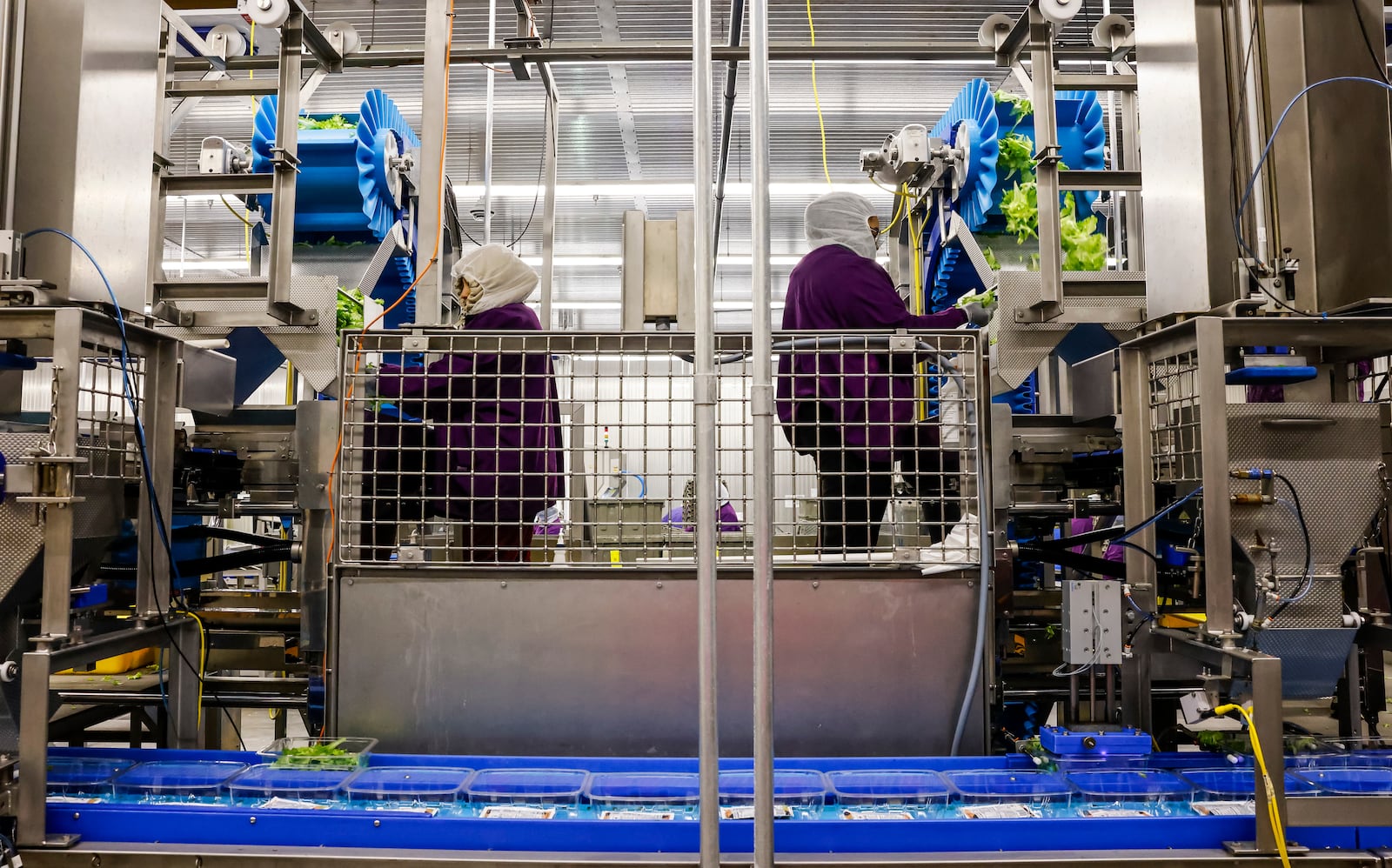 80 Acres Farms and Soli Organic have merged to form a new company, retaining the 80 Acres Farms name, doubling down on the vertical farming industry. The merger, which is projected to net nearly $200 million in profit in the first year, is seen as the evolution of the industry by company officials. Pictured in this February 2024 file photo are 80 Acres employees working to harvest lettuce and microgreens at the facility on Enterprise Park Drive in Hamilton. NICK GRAHAM/FILE