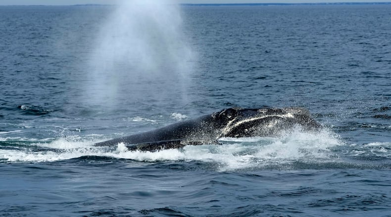 FILE - A North Atlantic right whale surfaces on Cape Cod Bay in Massachusetts, Monday, March 27, 2023. (AP Photo/Robert F. Bukaty, NOAA permit # 21371)