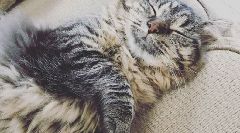 This cat, Tate, was beaten nearly to death, according to an Urbana Police Division report, and was shot by officers to stop its suffering. An Urbana man has been charged with animal cruelty. Contributed photo