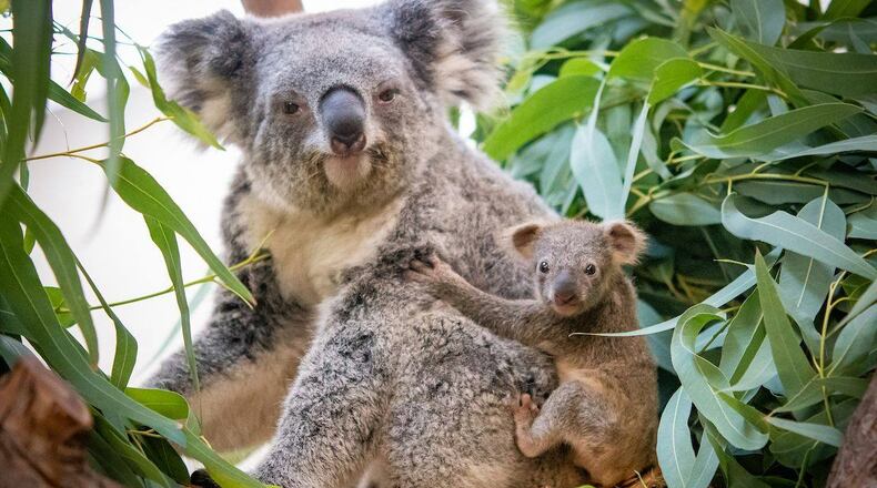 For the first time in nearly 10 years, the Cleveland Metroparks Zoo is welcoming a baby koala. Source: Cleveland Metroparks Zoo Facebook page