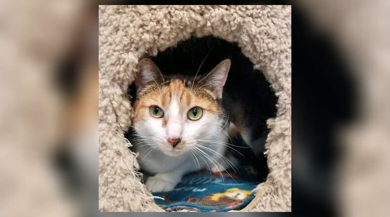 Eve is a 3-year-old spayed female. She is a very sweet calico who was brought back to us due to her former owners having a baby. Eve gets along with the other cats and will do well in just about any home. She is a big girl with striking colors. Come visit her in the Cattery at the Paws Animal Shelter, 1535 West U.S. 36, Urbana. Check out PAWS at www.pawsurbana.com, on Facebook at www.facebook.com/paws.urbana, on Petfinder at petfinder.com or call 937-653-6233. PAWS is in need of volunteers and foster homes. CONTRIBUTED