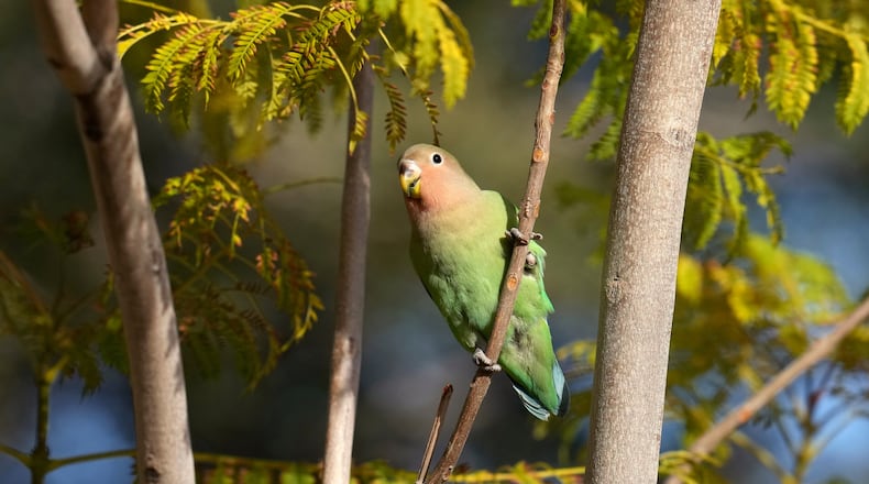 A lovebird sings in Encanto Park, Jan. 18, 2026, in Phoenix. (AP Photo/Ross D. Franklin)