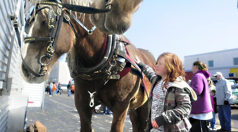 Hannah Robinson gets a close-up look at the giant Belgian -Percherson draft horses "Ike and Tina" as the team were to plow the soil at the Jefferson St. Oasis Community Garden on Saturday, March 23, 2013, where children are offered free garden space, seeds and plants and the use of tools Contributed Photo by Charles Caperton