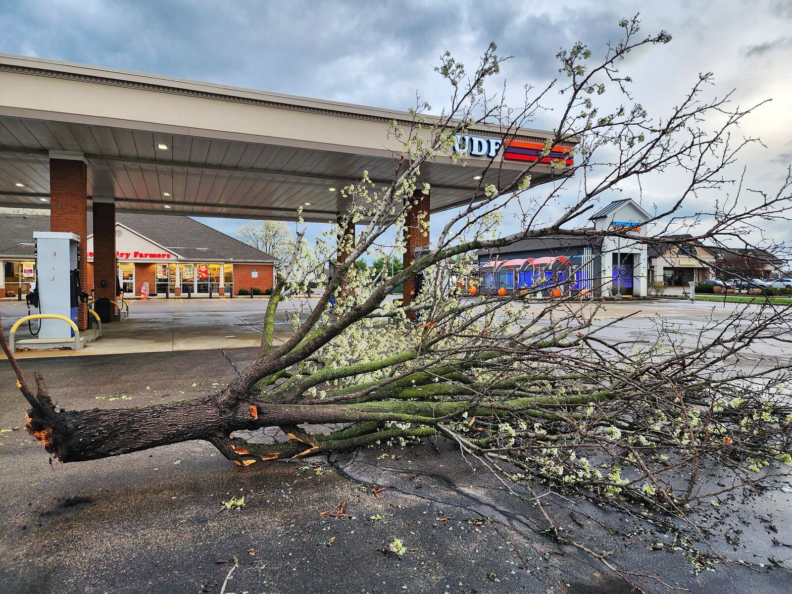A tree was blown down at United Dairy Farmers Thursday,  April 3, 2025 in Trenton. NICK GRAHAM/STAFF