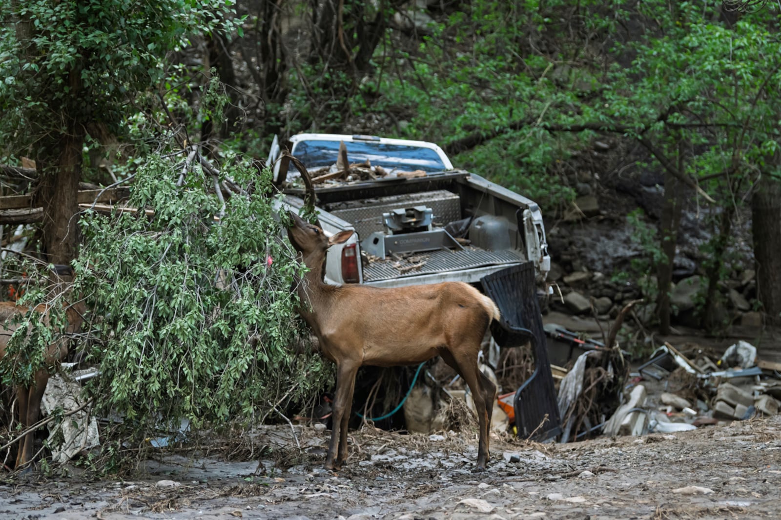 An elk feeds on vegetation washed downriver as residents of the town of Ruidoso, New Mexico came back to their neighborhood to find what was left of their homes a day after major flooding washed away properties and Rv's along the Rio Ruidoso in Ruidoso, N.M. (AP Photo/Roberto E. Rosales)