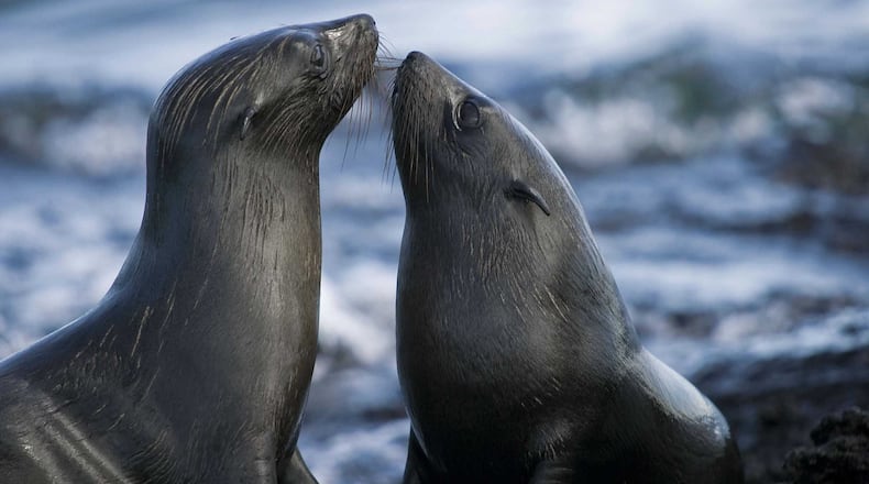 During a trip to the Galapagos Islands, a local couple was struck by the way wildlife welcomed them as part of their environment.