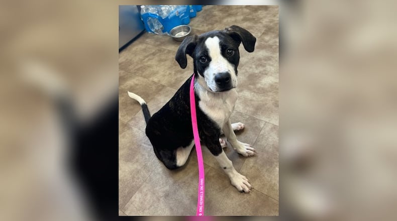 Looking for a bundle of joy to brighten your days? Say hello to Gigi, a 6-month-old Beagle-Pit mix who’s ready to fill your life with love and laughter. At just 27 lbs, Gigi is the perfect size for cuddles, playtime, and endless adventures. She also does well with other play mates that we have seen. Whether she’s zooming around the yard or snuggling up for some downtime, Gigi’s zest for life is truly contagious. Stop in at the Clark County Dog Shelter, to meet her. Clark County Dog Shelter is at 5201 Urbana Road, Springfield. CONTRIBUTED