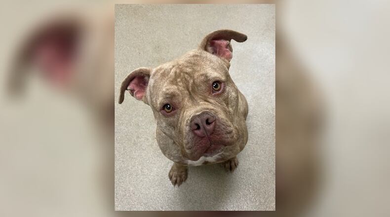 Meet Rumpke! He was picked up as a stray back in the beginning of September where he was playing with trash in someone’s front yard. Unfortunately, we had no luck tracking down his owner. He is a young American Bully Mix, around 60 lbs., that is very playful. He does have a lot of energy so he would do best with an active family. He can also be a little playfully nibbly at times. We have not seen any issues with other dogs here at the shelter. However, we do recommend bringing in your dog to meet him, to see if it’s a good match. His adoption fee this week is $22 as he is Pet of the Week. That includes his neuter, vaccines, microchip, heartworm test, dog license, and a free vet check. Call 937-521-2140 if you’re interested in meeting Rumpke. Clark County Dog Shelter is at 5201 Urbana Road, Springfield. CONTRIBUTED
