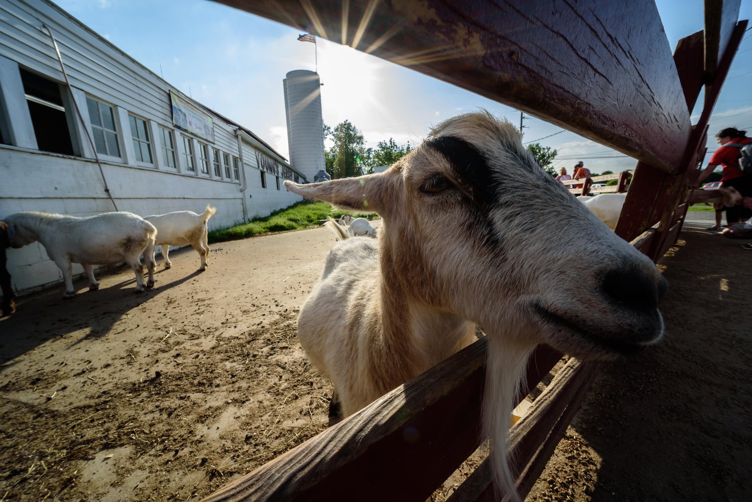PHOTOS: Did we spot you having extra fun at Young’s Dairy this weekend?