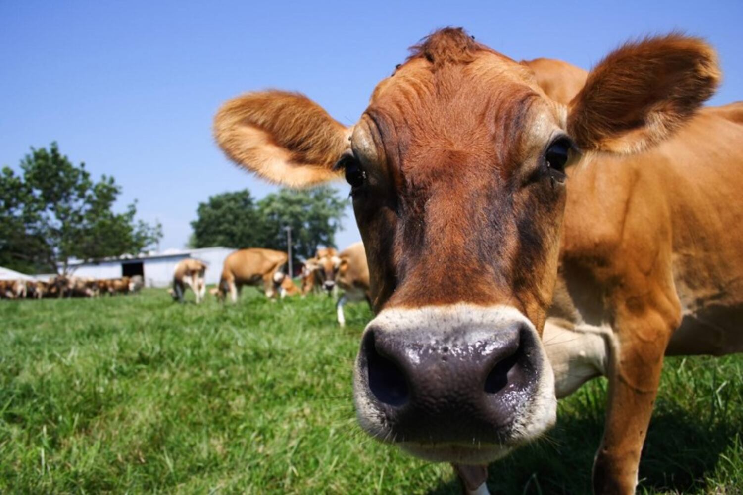 DOO your MOO at Young's Jersey Dairy
