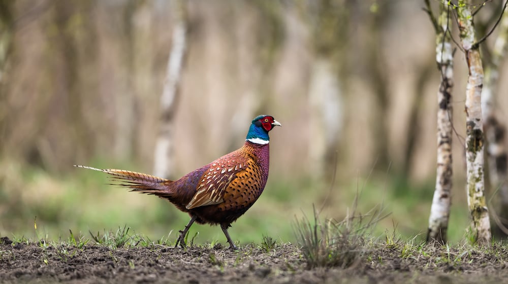 A common pheasant, natural habitat, springtime. iSTOCK/COX