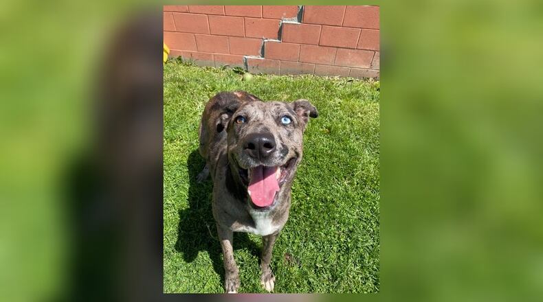 Luna is a sweet dog looking for adventures. She will do best with an active family that has the ability to interact with and exercise her often. She will be an “I want to go with you” bye-bye dog. Sweet girl with a distinctive coat, and gorgeous eyes. Come visit her and take her home. Clark County Dog Shelter is at 5201 Urbana Road, Springfield. CONTRIBUTED