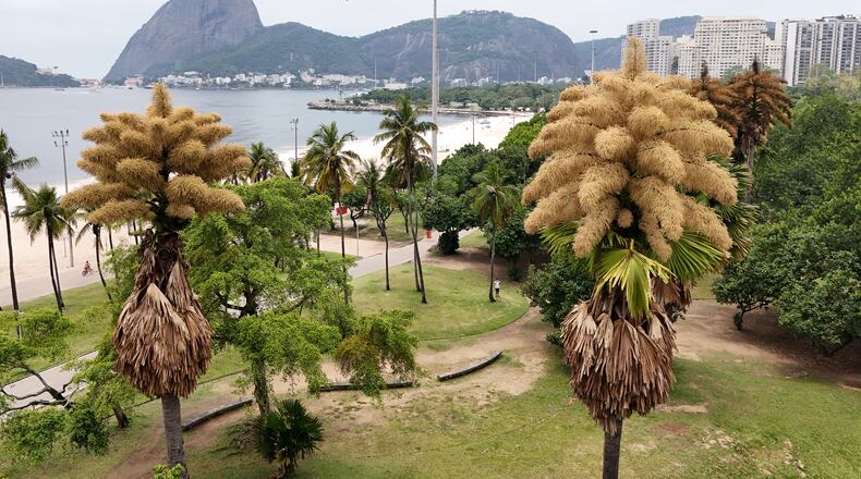 The Talipot palm trees, native to India and Sri Lanka, is in bloom for the first and only time in its life, in Aterro do Flamengo, Rio de Janeiro, Tuesday, Dec. 2, 2025. (AP Photo/Lucas Dumphreys)