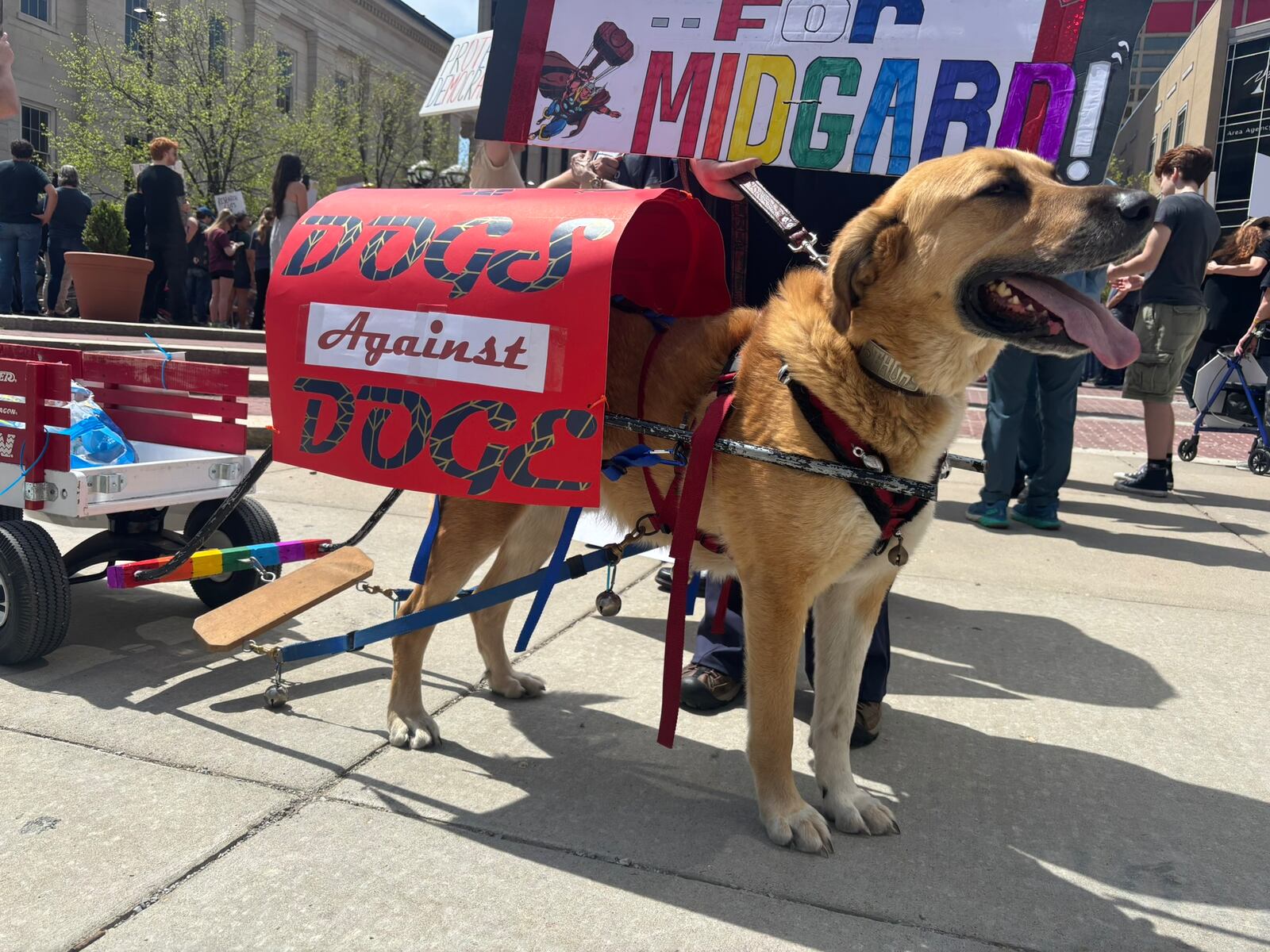 Protestors gather in Courthouse Square in downtown Dayton Saturday for a protest against President Donald Trump. Thor, the dog, models a sign, "Dogs against DOGE." Eileen McClory / staff