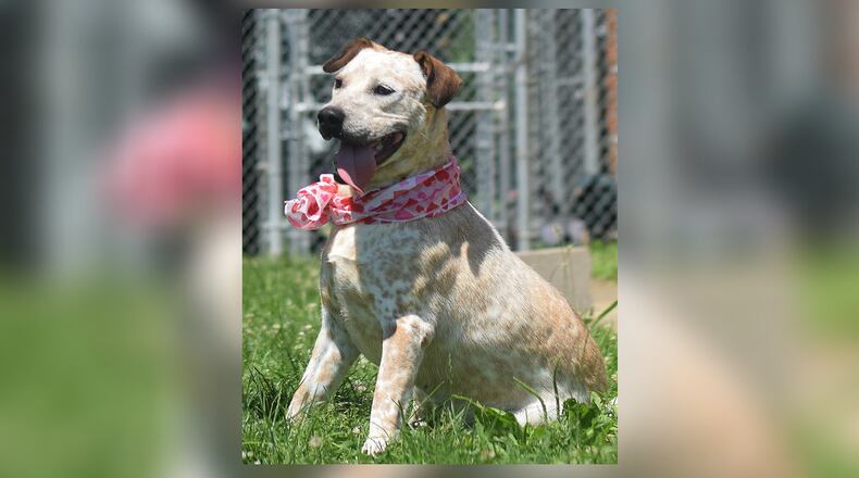 How can you possibly look at “Georgia” and not have Georgia on your mind…forever? This sweet mid-size (around 44-45 pounds), 2-3 year-old, cattle dog is ready to be your best friend…forever. She’s smart and would love to join you in all your travels and adventures. She can be yours for $77 this week, and that includes her spay, vaccinations, microchip, license and vet checkup. Call 937-521-2140 to find out when you can meet Georgia. Clark County Dog Shelter is at 5201 Urbana Road, Springfield. CONTRIBUTED