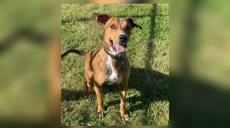 Meet Patrick! He is a medium-sized Catahoula/Whippet Mix around 1-year-old. He is playful and loves to run and go for walks. His adoption fee is $22 this week as he is the pet of the week. His adoption fee includes his vaccines, alterations, microchip, 2021 dog license and a free vet check. Patrick is at the Clark County Dog Shelter, 5201 Urbana Road, Springfield. The shelter can be reached at 937-521-2140, or visit www.facebook.com/clarkcountydogshelter for more information. CONTRIBUTED