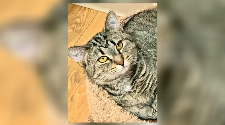 Mathena is a very sweet 2-year-old spayed female. She came in with four babies who have all found homes. Now it’s Mathena’s turn. She’s a very loving cat who even lets you rub her tummy and will do well in just about any home. Come meet her at the Paws Animal Shelter, 1535 West U.S. 36, Urbana. Check out PAWS at www.pawsurbana.com, on Facebook at www.facebook.com/paws.urbana, on Petfinder at petfinder.com or call 937-653-6233. PAWS is in need of volunteers and foster homes. CONTRIBUTED