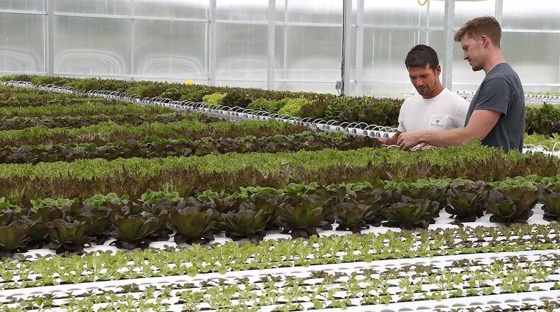 Ethan Snyder and Vic Kaczowski, owners of Old Souls Farm in Champaign County, look over the hydroponic lettuce crop growing in their greenhouse Iin this file photo. Bill Lackey/Staff