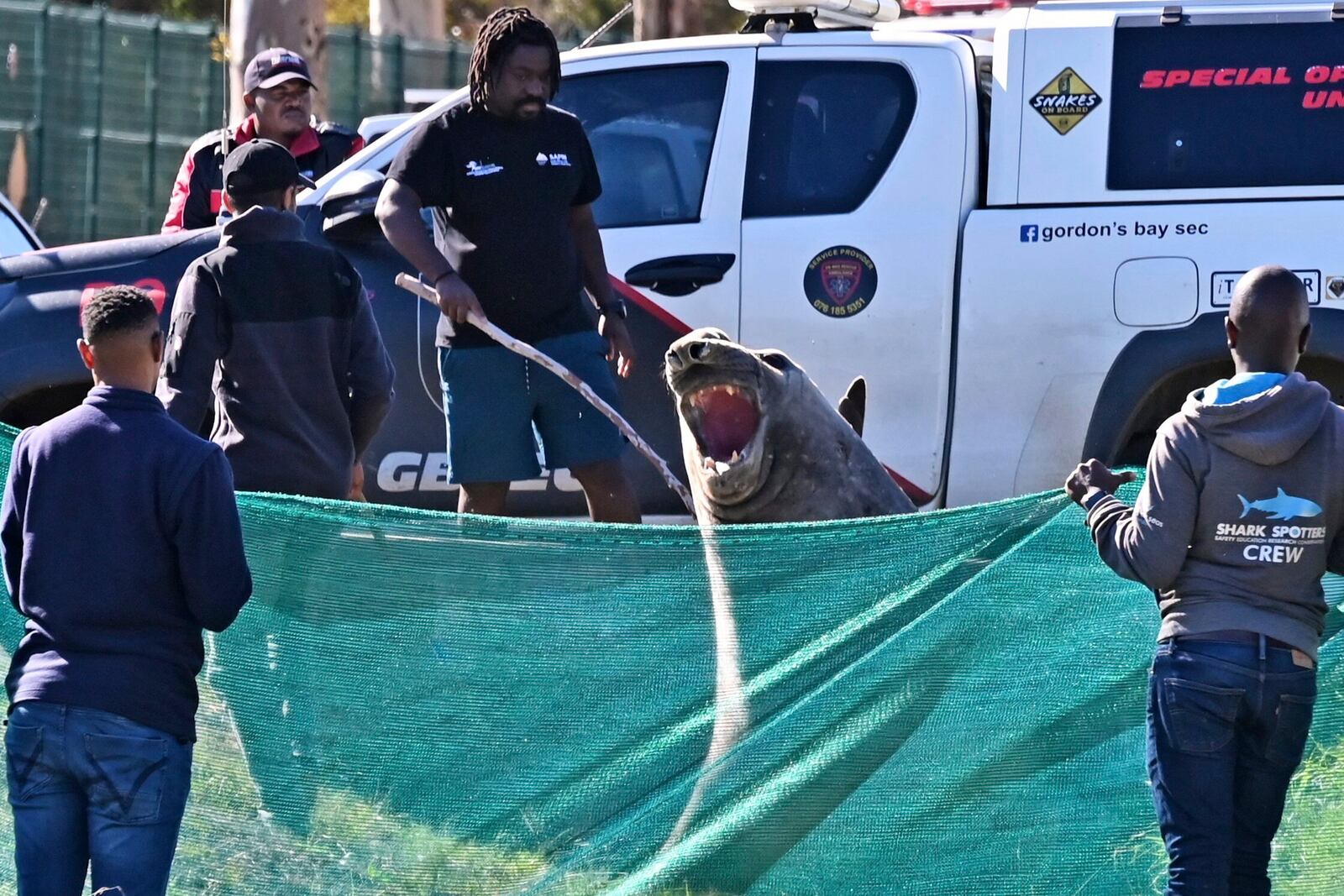 Staff members of the Marine Unit with Shark Spotters facilitate the transportation of an elephant seal that found its way into a residential area in Gordon's Bay, near Cape Town, South Africa, Tuesday, May 27, 2025. (AP Photo)