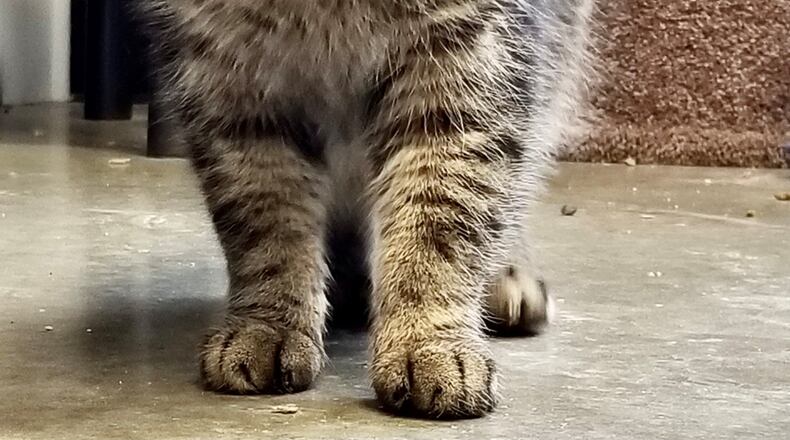 Charity is a very sweet 3 1/2 year old spayed female tiger cat. She is very shy and will take some time to warm up - which often leaves her overlooked. So if you have time, love and patience to help a wonderful little cat find her forever home, come meet her in the Cattery at Paws Animal Shelter (PAWS), 1535 W. U.S. Highway 36, Urbana. 
Check out PAWS at www.pawsurbana.com, on Facebook at www.facebook.com/paws.urbana, on Petfinder at petfinder.com or call 937-653-6233.