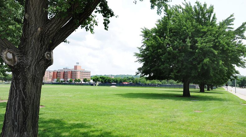 Mature gingko trees grow near the corner of South Main and East Stewart streets near the University of Dayton. MARSHALL GORBY\STAFF