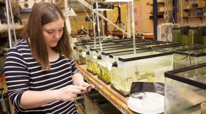 Ashlea Kennedy, an undergraduate Applying Scientific Knowledge research student at Wright State, works in the aquarium room. WSU received a $1 million grant to expand the research program. (Photo provided)