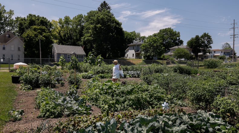 Gardener Barbara Short walks through plants on Tuesday, July 8, 2025, at Jefferson Street Oasis Community Garden. JOSEPH COOKE/STAFF