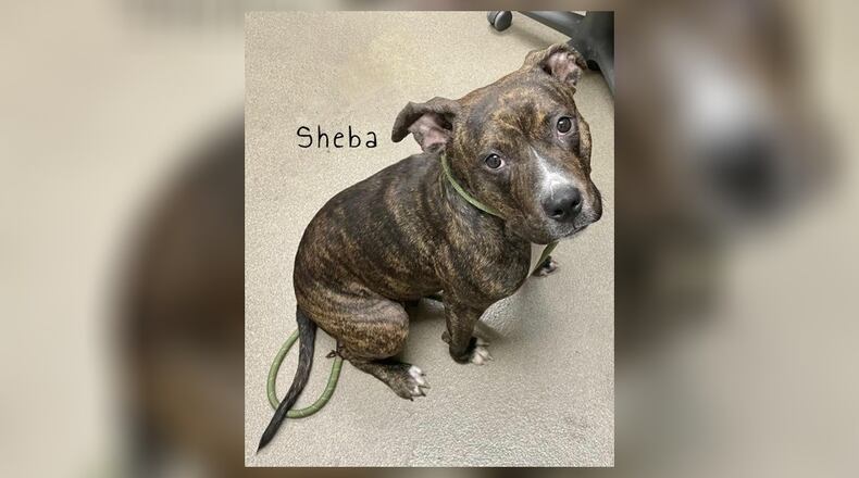 Meet Sheba! She is a 45 lb. Staffordshire Terrier, around 2-years-old. She came in as a stray about a month ago and a few days later we found out that we also had her puppies in the shelter. They have all found homes and now it’s time for mom to find a home too. She is very sweet and seems to be potty trained. She also doesn’t seem to have issues with other dogs here at the shelter. However, we do recommend a meet-n-greet, prior to adopting. Her adoption fee this week is $22, as she is pet of the week. That includes her spay, vaccines, heartworm test, microchip, dog license, and a free vet check. Call 937-521-2140 to meet Sheba. Clark County Dog Shelter is at 5201 Urbana Road, Springfield. CONTRIBUTED