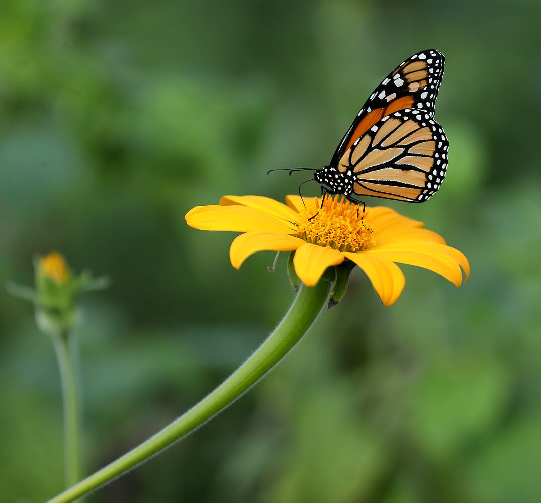 091821 Butterflies SNS