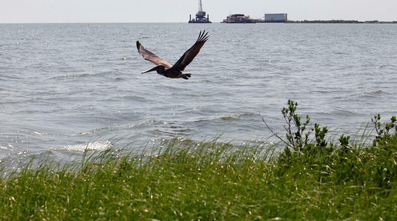 FILE - A pelican flies over new marsh grass in front of a state-initiated dredging project near East Grand Terre Island, where the Gulf of Mexico meets Barataria Bay along the Louisiana coast, Aug. 10, 2010. (AP Photo/Gerald Herbert, File)