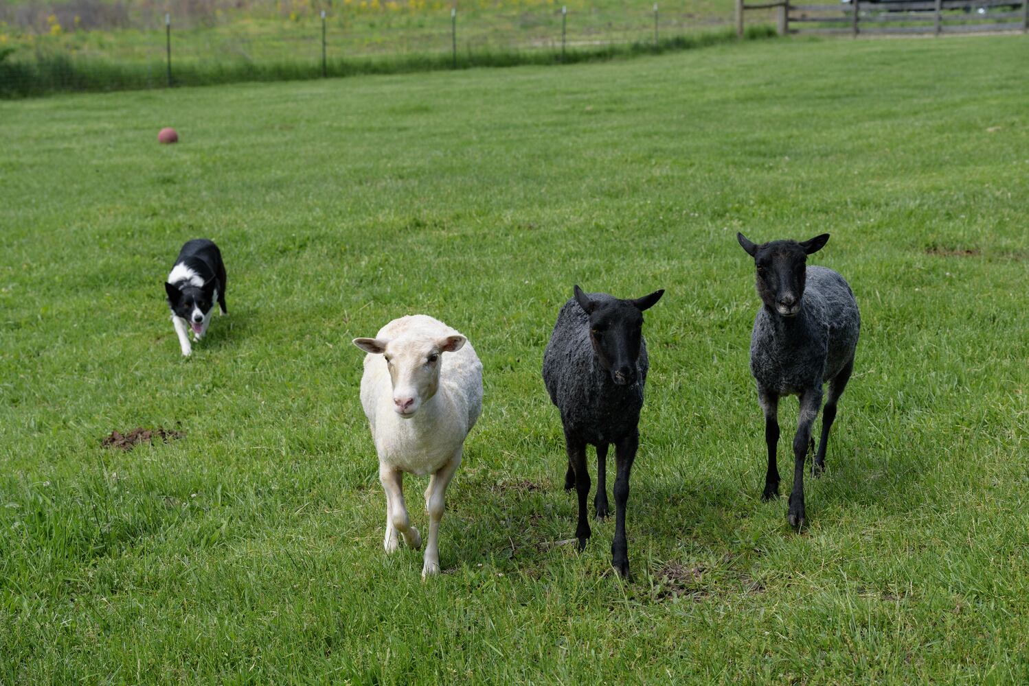 PHOTOS: Wooly Wonders - Spring on the Farm Family Event at Learning Tree Farm