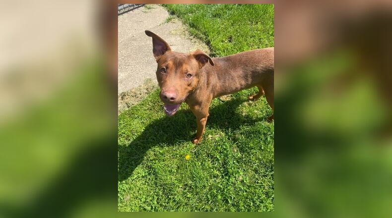 Meet Patrick! He is a 1-year-old mix, around 48 lbs. This handsome guy is full of energy and love. He is looking for a family to call his own. Patrick doesn’t care much for toys and would share his love instead. He wiggles right up to you, in hopes you will take him home. He does well with other dogs but we’re not sure about cats. His adoption fee includes his neuter, vaccines, microchip, and a 2024 dog license. Stop by the shelter to meet him! Clark County Dog Shelter is at 5201 Urbana Road, Springfield. CONTRIBUTED
