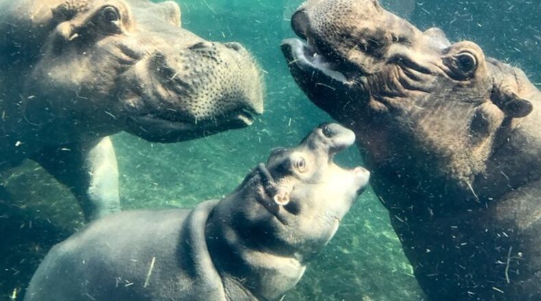 Fiona, the Cincinnati Zoo's beloved baby hippo, is in the water between her parents, Henry, right, and Bibi in this this July file photo.