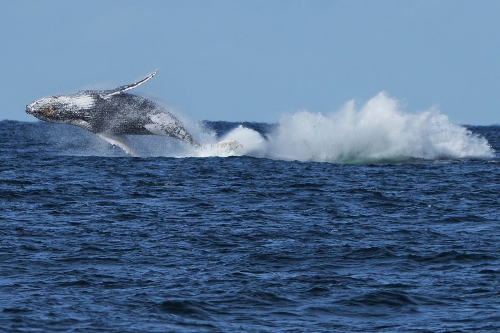 Two humpback whales breach off the coast of Port Stephens, north of Sydney, Australia, on June 18, 2025. (AP Photo/Mark Baker)