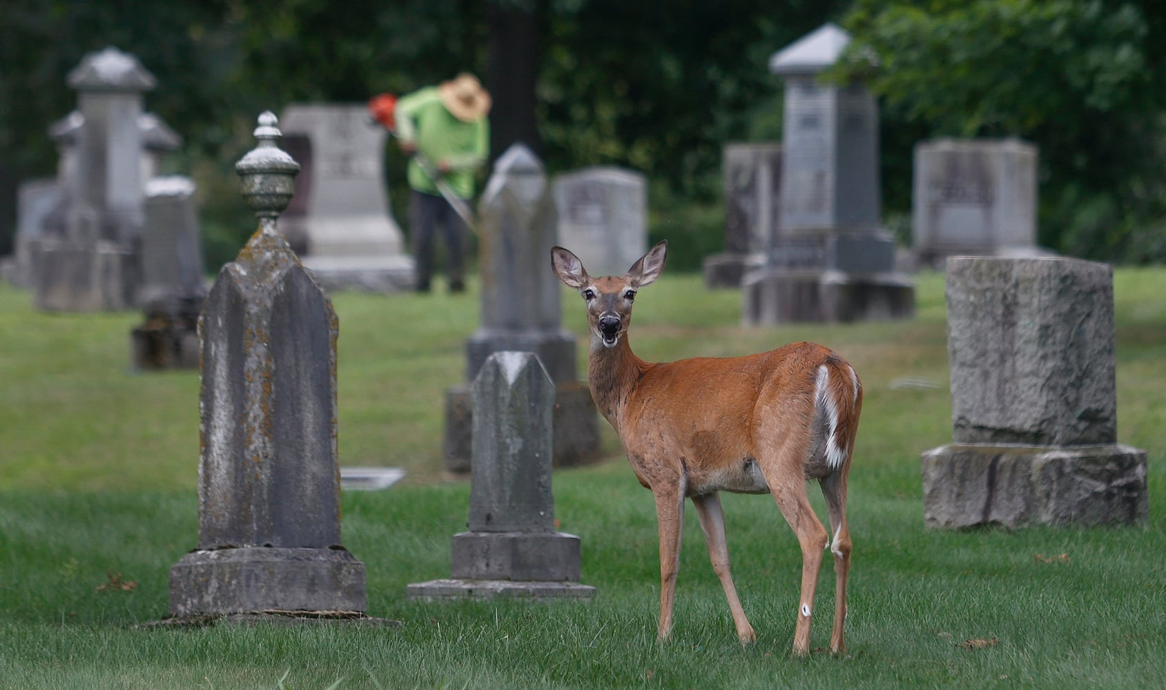 Local Focus SNS Deer at Ferncliff Cemetery