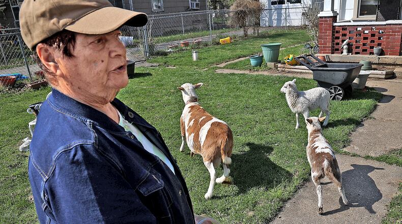 Beverly Anderson talks about "Nepo" her Dall sheep and her lambs as they run around her front yard Tuesday. BILL LACKEY/STAFF