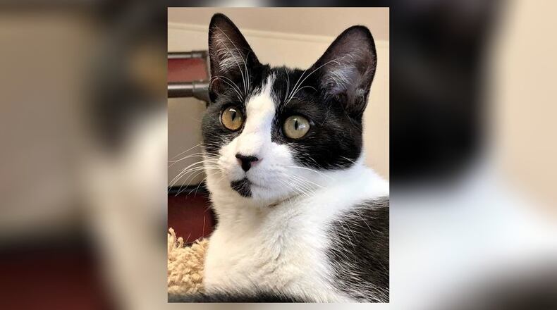 Aidan is a wonderful black and white 1-year-old neutered male kitten. He is playful and friendly. Aidan gets along well with the other kittens and will do well in most any home. Come visit him at the Paws Animal Shelter, 1535 West U.S. Highway 36, Urbana. Check out PAWS at pawsurbana.com, on Facebook at facebook.com/paws.urbana, on Petfinder at petfinder.com or call 937-653-6233. PAWS is in need of volunteers and foster homes. CONTRIBUTED