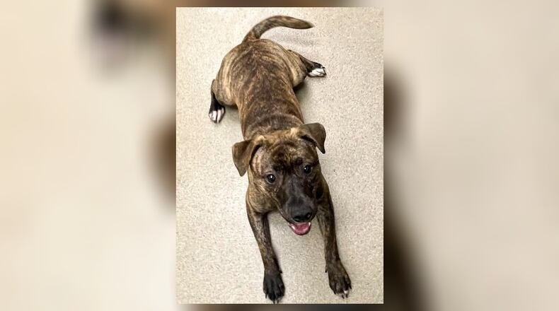 Tony is a 20 lb. mixed breed, who is looking for his furever home. He is approximately 1-year-old, so he still has some puppy left in him. He is very playful with a lot of high energy. He is also smart, and can be affectionate. He seems to do well with other dogs but we do always recommend a meet-n-greet, prior to adopting. He is heartworm negative and his adoption fee is $97, as he is the pet of the week. That includes his vaccines, alteration, microchip, 2023 dog license, and a free vet check. Call 937-521-2140, to schedule an appointment to meet him. Clark County Dog Shelter is at 5201 Urbana Road, Springfield. CONTRIBUTED