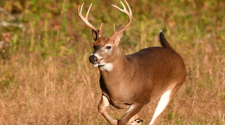 The white-tailed deer is perhaps Ohio’s best-known wildlife species, seen in the state’s wildlife areas, parks and nature preserves as well as in the backyards of rural and suburban residents. The deer also is susceptible to epizootic hemorrhagic disease.